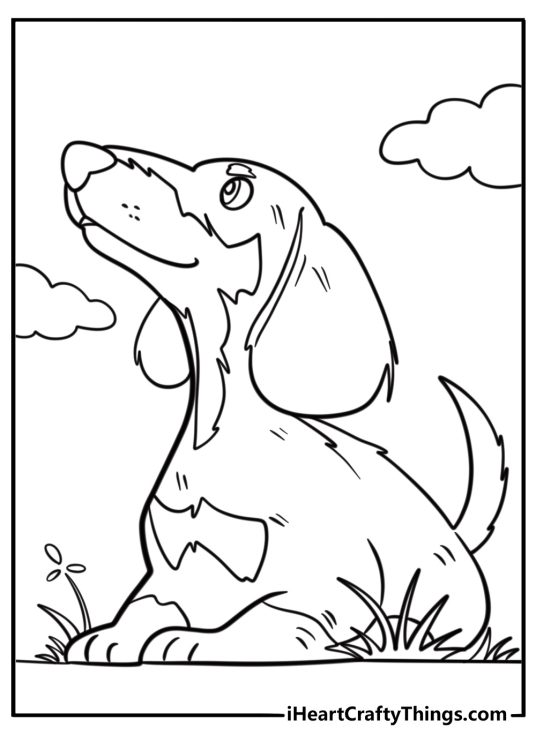 Dachshund Looking Up In A Cute Way